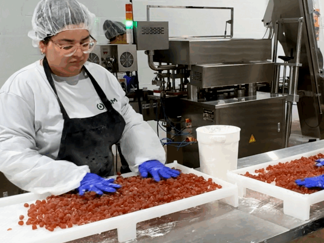 HBM technician inspecting freshly molded gummies on trays during production